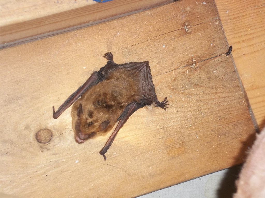 bat out of the home